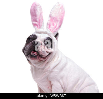 Portrait Of Happy französische Bulldogge tragen Osterhasen Ohren auf weißem Hintergrund Stockfoto