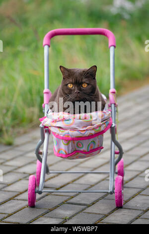 Britisch Kurzhaar Katze Verlegung in farbenfrohen Baby Stroller im Freien. Verspielte Katze in einem Wagen sitzen Stockfoto