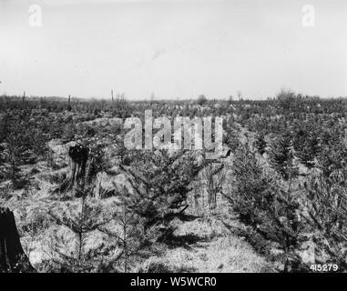 Foto von Riley Creek Plantation Nummer 18; Umfang und Inhalt: Original Bildunterschrift: Riley Creek Plantation #18. 1-0 Jack pine Herbst 1935 gepflanzt. Stockfoto