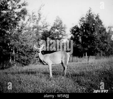 Foto einer alten Häsin mit einem langen Ewe Hals; Umfang und Inhalt: Original Bildunterschrift: Bild einer alten Häsin mit einem langen ewe Hals, die in das Clearing bei Elk River Tower getroffen. Der Zustand dieses doe scheint nur fair zu sein, Rippen und hervorstehende Knochen gesehen werden kann. Stockfoto