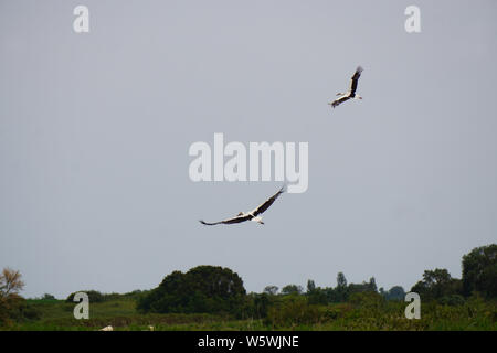 Zwei Störche und Fliegen in einem blauen Himmel Stockfoto