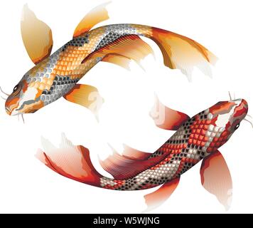 Koi Karpfen, traditionelle bunte japanische Fisch detaillierte Vector Illustration Stock Vektor
