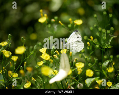 Große weiße Frau Butterfly-Pieris brassicae Stockfoto