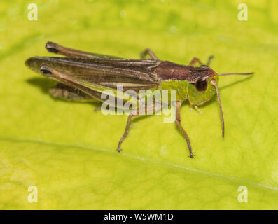 Wiese Heuschrecke, Chorthippus parallelus, Nymphe, Natur, Tierwelt, Vereinigtes Königreich coutryside Juli 2019 Stockfoto