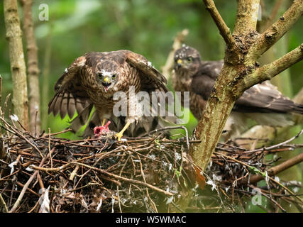 Der Sperber (Accipiter nisus) Jungen füttern sich auf dem Nest, während es Geschwister schaut, Lincolnshire Stockfoto