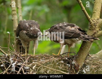 Einen weiblichen Sperber (Fütterung einer Ihrer flügge Accipiter nisus), Lincolnshire Stockfoto