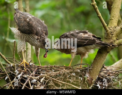 Einen weiblichen Sperber (Fütterung einer Ihrer flügge Accipiter nisus), Lincolnshire Stockfoto