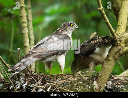 Einen weiblichen Sperber (Fütterung einer Ihrer flügge Accipiter nisus), Lincolnshire Stockfoto