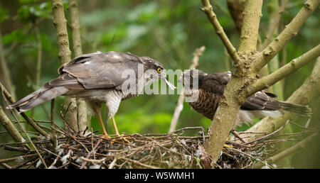 Einen weiblichen Sperber (Fütterung einer Ihrer flügge Accipiter nisus), Lincolnshire Stockfoto