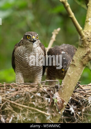 Einen weiblichen Sperber (Accipiter nisus) und eine der Jungvögel im Nest, Lincolnshire Stockfoto