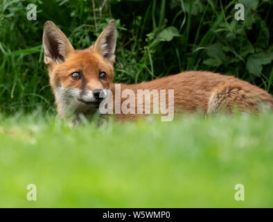 Eine wilde Red Fox (Vulpes vulpes) entspannt in den frühen Abend, Warwickshire Stockfoto