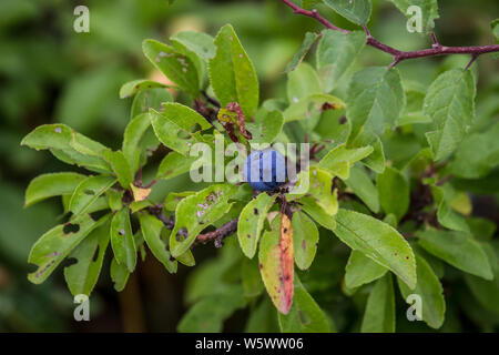 Schlehe (Prunus spinosa), Schlehdorn Stockfoto