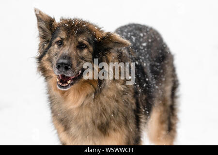 Ein Deutscher Schäferhund stellt für ein Portrait, während im Schnee Stockfoto