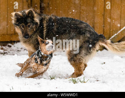 Eine australische Rinder Hund spielt mit einem Deutschen Schäferhund in den fallenden Schnee Stockfoto