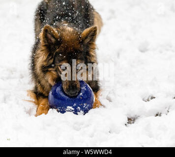 Ein Deutscher Schäferhund spielt mit einem großen blauen Ball im Schnee Stockfoto