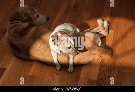 Ein Jack Russell Terrier hält warm von gebietsübergreifenden ein catahoula Cur im Winter Sonnenlicht. Stockfoto