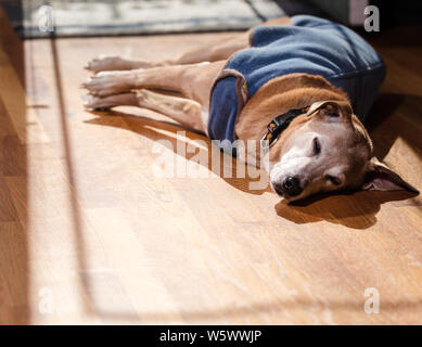 Ein Catahoula Leopard Dog cur (Louisiana) erstreckt sich im Schlaf in die Wärme der Winter am Nachmittag Sonne und beim Tragen einer Jacke für Hunde. Stockfoto