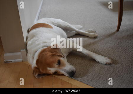 Trauriger Hund Stockfoto