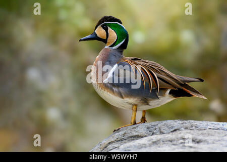 Baikal teal Ente (Sibirionetta formosa), auch die bimaculate Ente oder Kreischen Ente genannt wird, ist ein Dabbling Duck, die Rassen in Osteuropa Russland und Winter Stockfoto