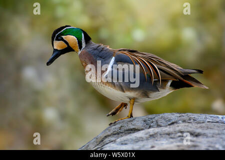 Baikal teal Ente (Sibirionetta formosa), auch die bimaculate Ente oder Kreischen Ente genannt wird, ist ein Dabbling Duck, die Rassen in Osteuropa Russland und Winter Stockfoto