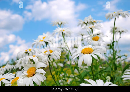 Gänseblümchen Blume gegen den Himmel Stockfoto