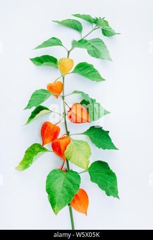 Orange Blume des Physalis alkekengi auf weißem Hintergrund. Withania somnifera. Ashwagandha. Chinesische Laterne Pflanzen, Japanische Laterne, Blase c Stockfoto