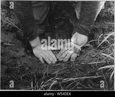 Aussaat Johannisbrot root Schneiden, Natchez Trace-Projekt, Lexington, Tennessee. Stockfoto