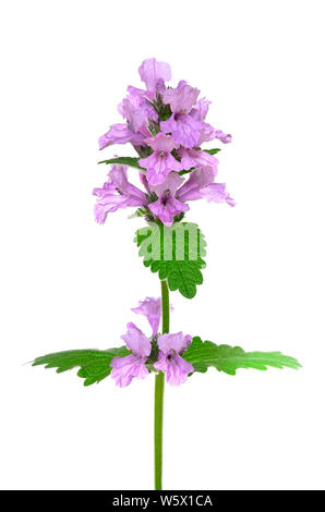 Stachys officinalis, Lila betony Blume auf weißem Hintergrund Stockfoto