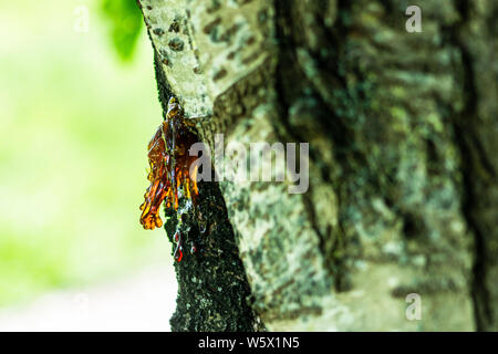 Transluzente gold Rot sap Nässen aus einem Cherry Tree Trunk höchstwahrscheinlich verursacht durch bakterielle oder Pilzinfektionen canker Stockfoto