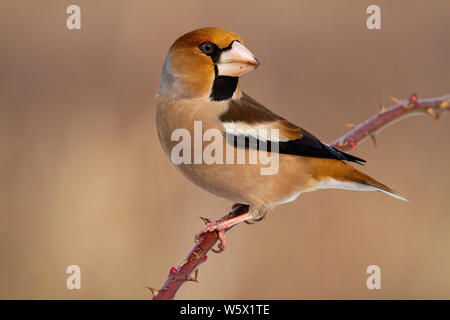 Männliche hawfinch coccothraustes coccothraustes,, sitzen auf den Zweig mit Dornen an einem sonnigen Wintertag. Garten Vogel mit massiven Schnabel hinter Suchen in der Natur Stockfoto