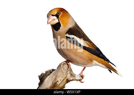 Seitenansicht der männlichen hawfinch coccothraustes coccothraustes, sitzen auf einem Zweig im Winter isoliert auf Weiss. Schneiden Sie bunte Garten Vogel mit starken b Stockfoto