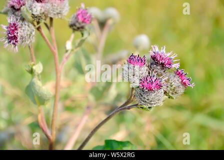 Große Klette (Arctium Lappa) Blume auf der Wiese Stockfoto