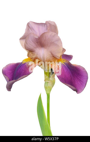 Blühende Iris Blume auf weißem Hintergrund Stockfoto