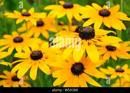 Rudbeckien Blumen im Garten Stockfoto