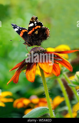 Der Schmetterling auf der gelben Blume des Rudbeckia Stockfoto