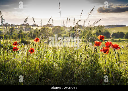 Hintergrundbeleuchtung Mohn (Papaver rhoeas) an den Rand eines Feldes in der Landschaft von Cotswold am Abend. Stockfoto