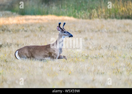 Weißwedelhirsche ist der Kreuzung weizenfeld am Abend. Stockfoto