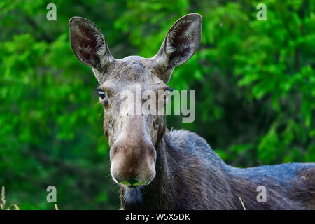 Junge Elch Kuh Weiden im Wald Stockfoto