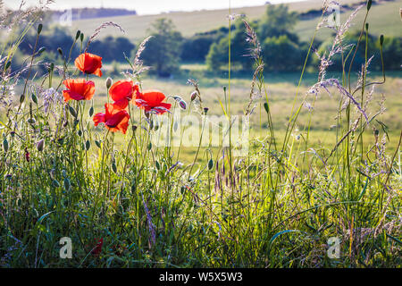 Hintergrundbeleuchtung Mohn (Papaver rhoeas) an den Rand eines Feldes in der Landschaft von Cotswold am Abend. Stockfoto