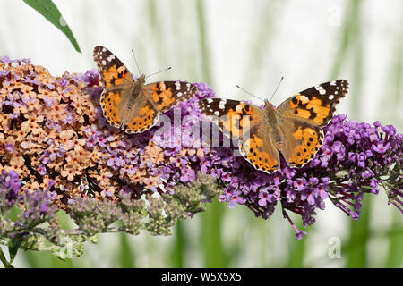 Gemalte Lady-Schmetterlinge auf Buddleia-Blume im britischen Garten Stockfoto