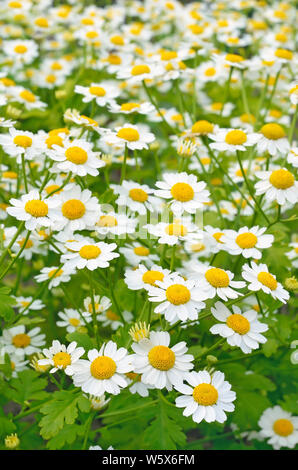 Tanacetum parthenium Mutterkraut, Blumen im Garten Stockfoto