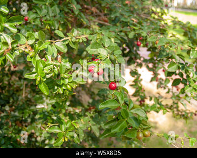 Die rote Spitze auf den Baum und die Blätter sind unscharf im Hintergrund Stockfoto