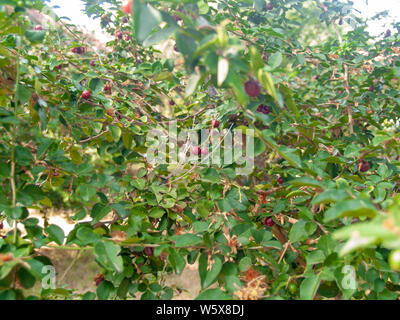 Die rote Spitze auf den Baum und die Blätter sind unscharf im Hintergrund Stockfoto