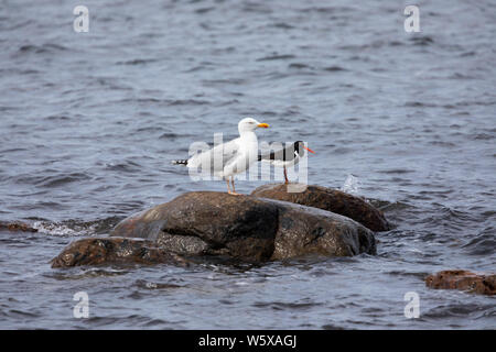 Austernfischer und Silbermöwe hoch auf Felsen, Bornholm, Ostsee, Dänemark, Europa Stockfoto