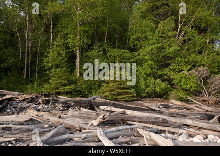 Treibholz und runde Steine am See Superior Strand bei Marathon, Ontario. Stockfoto