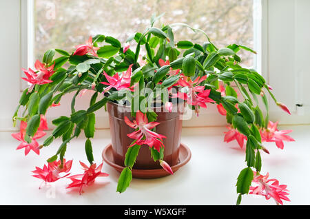 Weihnachtskaktus (Schlumbergera) im Topf auf das Fenster Stockfoto