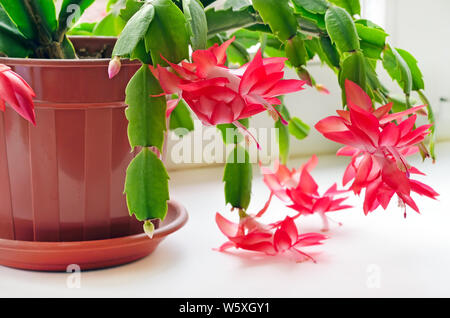 Weihnachtskaktus (Schlumbergera) im Topf auf das Fenster Stockfoto