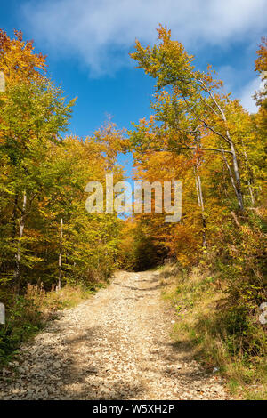 Schöne bunte Szene mit Bäume im Herbst in den Karpaten, in der Ukraine. Stockfoto