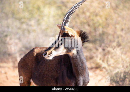 Porträt einer seltenen männlichen Rappenantilopen (Hippotragus Niger). Okonjima, Namibia. Stockfoto