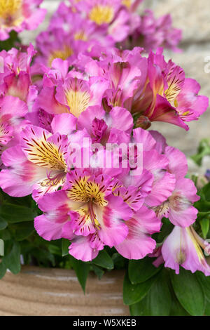 Nahaufnahme des Alstroemeria Inticancha Sunday, der in einem englischen Garten in einem Keramiktopf blüht, England, Großbritannien Stockfoto